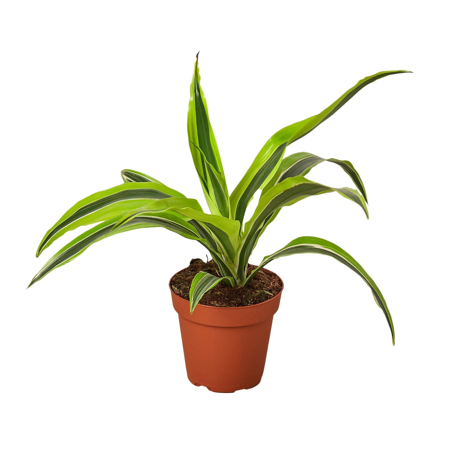 Dracaenas