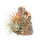 DIY Natural Cork Bark with Air Plants Kit