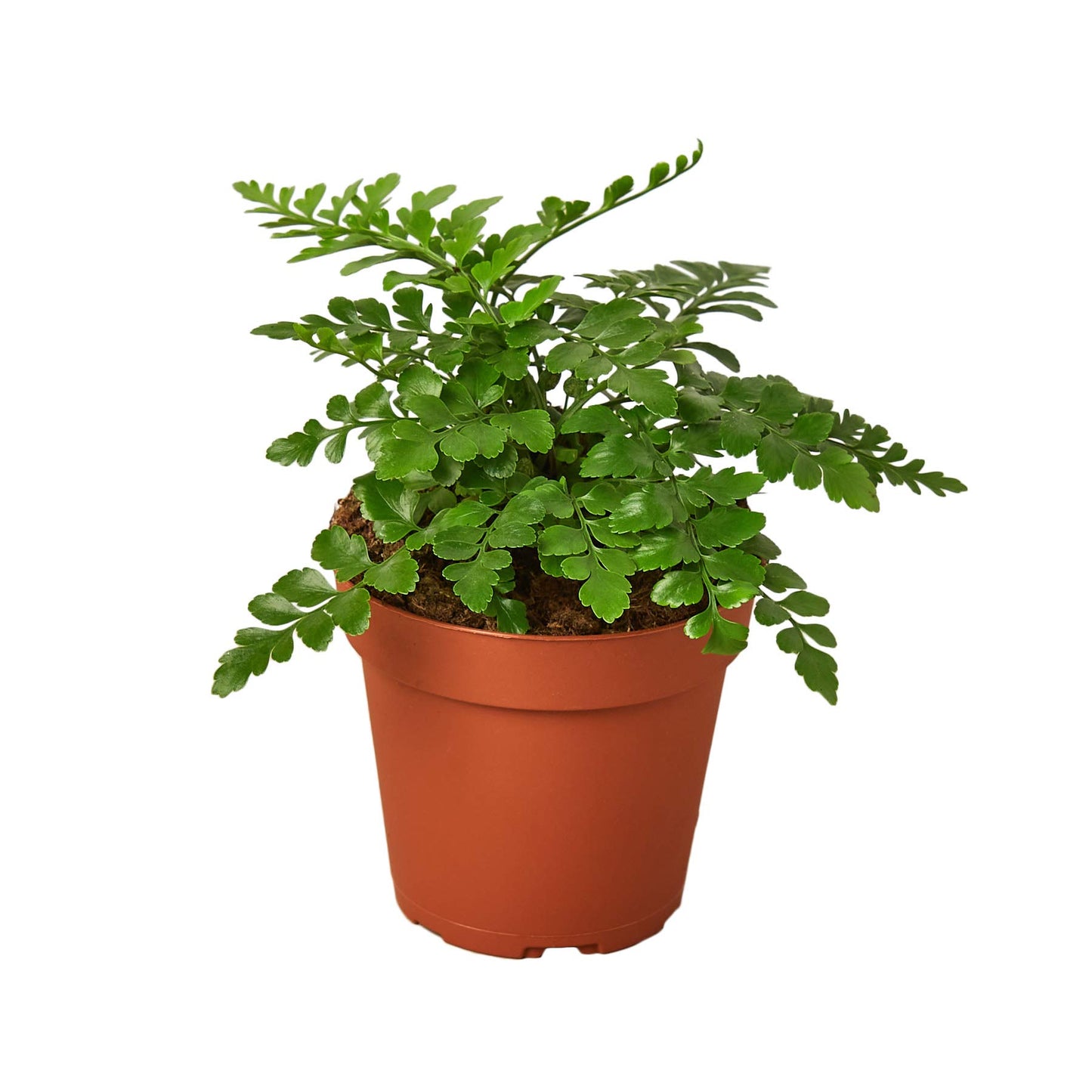Ferns