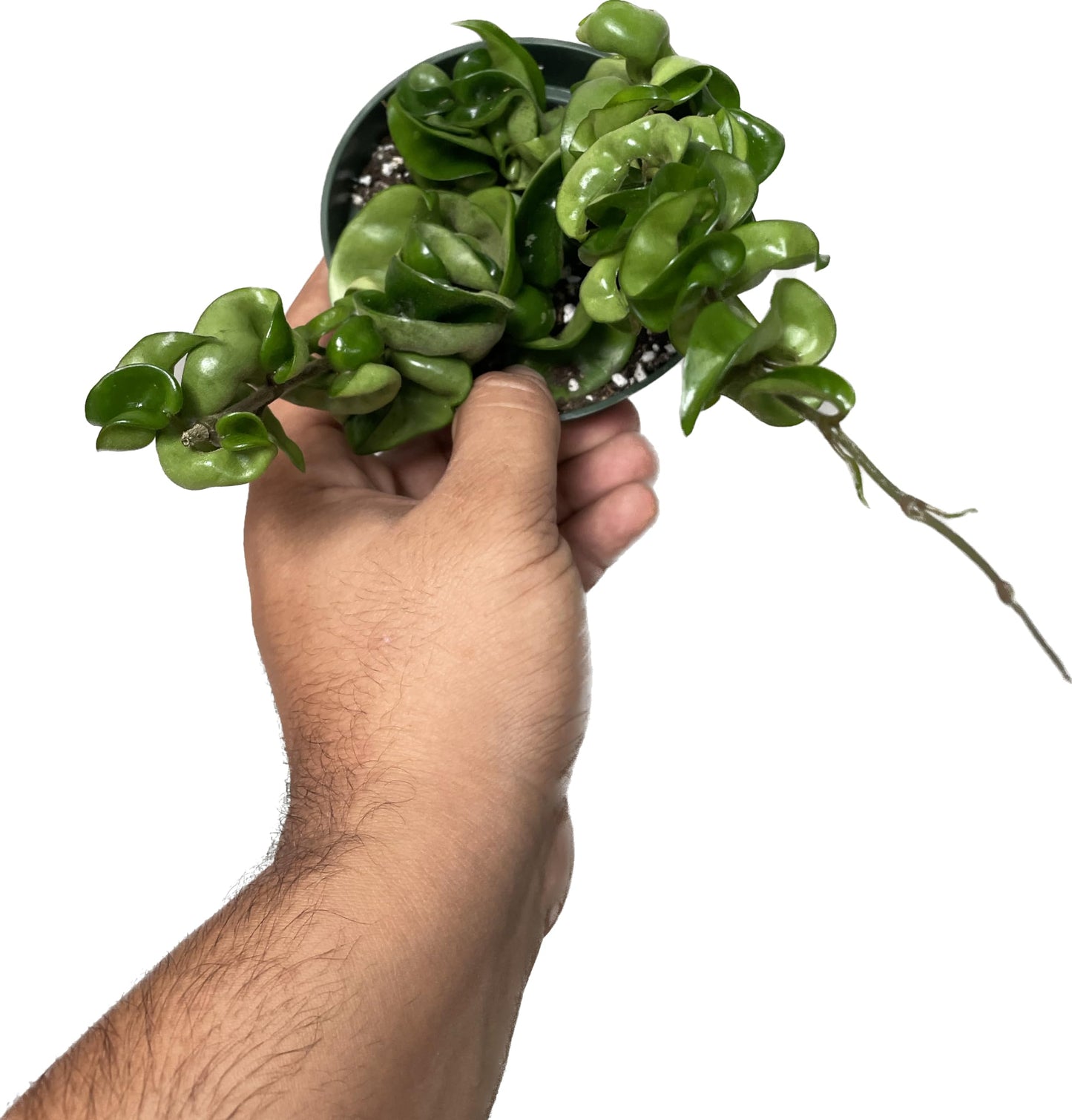 6" Hoya Compacta aka Hindu Rope