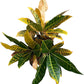 Croton Petra – Live Tropical Plant in 10-Inch Grower Pot | Indoor & Outdoor Use