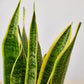 Snake Plants