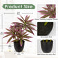 Dracaena Artificial Houseplant