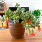 4" Trailing Succulents