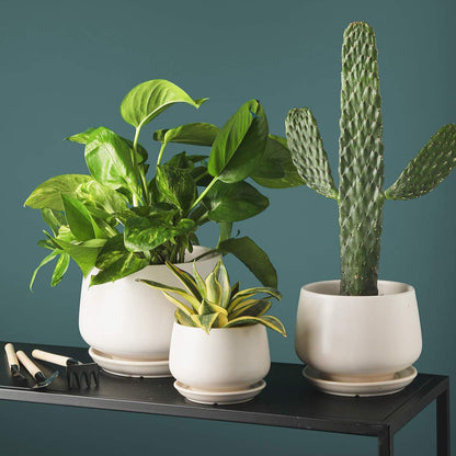 Ceramic Planter Set