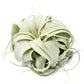Driftwood Containers with Small Xerographica Air Plant