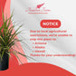 Dracaena Marginata Kiwi Live Plant – 10-inch Grower Pot, Indoor/Outdoor Houseplant
