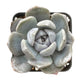 Sprout N Green Echeveria Minima, 1 Live Mini Succulent Plant Fully Rooted in 2 inch Starter Pot, Real House Plant for Indoor Outdoor Home Office Wedding Decoration Party Favor