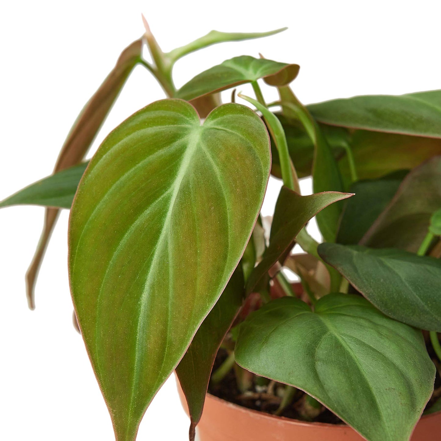 Philodendrons