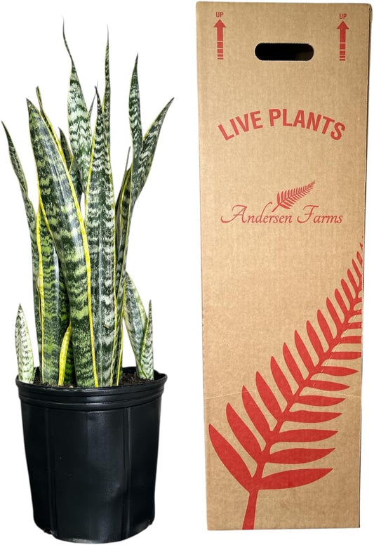 Sansevieria Laurentii Live Plant Indoor/Outdoor in 10 in Grower Pot, Green, Yellow