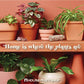 Ficus