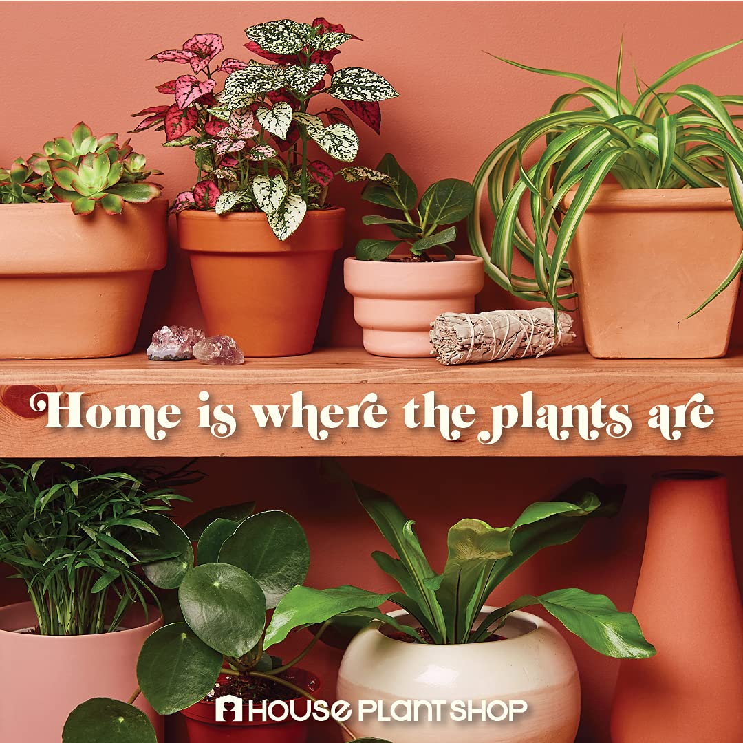 Ficus
