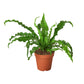Ferns