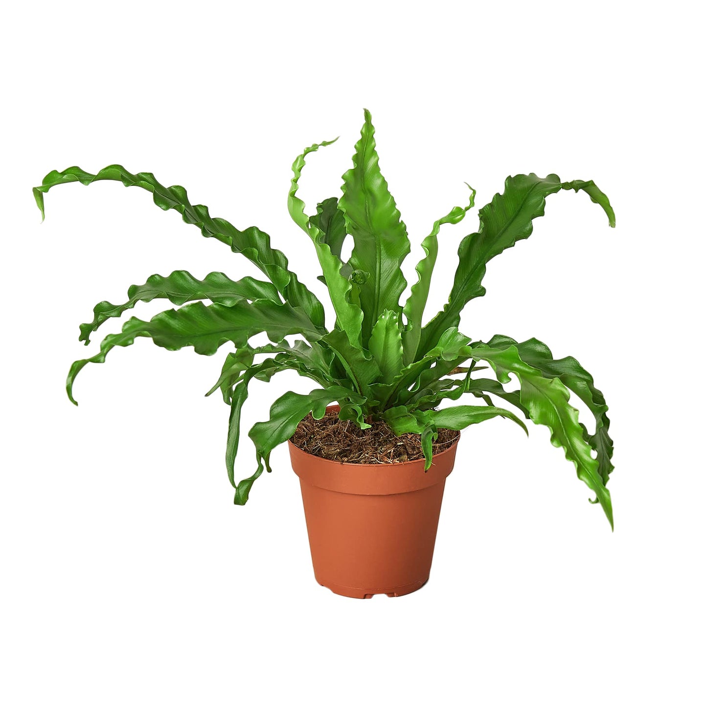 Ferns