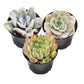 Lithops & Succulent Collection