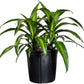 Dracaena Hawaiian Sunshine Live Plant, Indoor/Outdoor, 10-inch Grower Pot