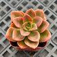Lithops & Succulent Collection