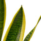 Snake Plants
