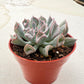 4" Trailing Succulents
