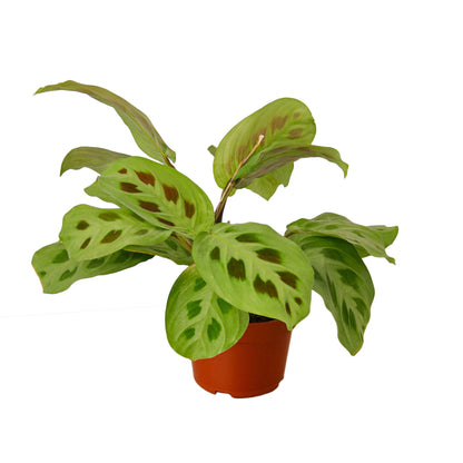 Maranta
