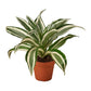 Dracaenas