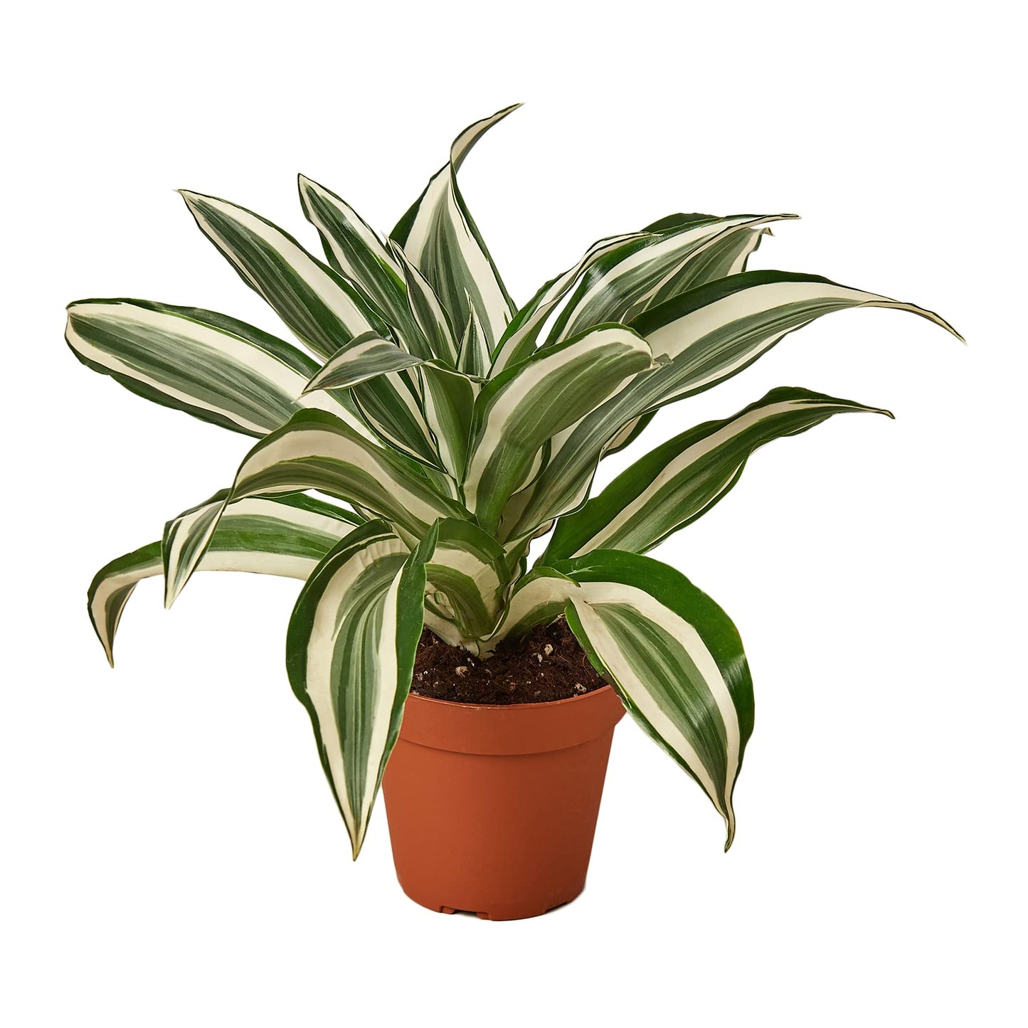 Dracaenas