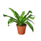 Ferns