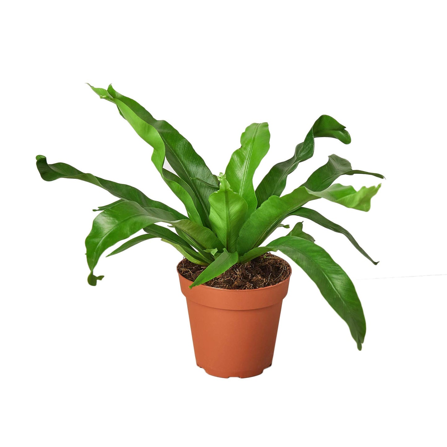 Ferns