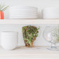 DIY Natural Cork Bark with Air Plants Kit