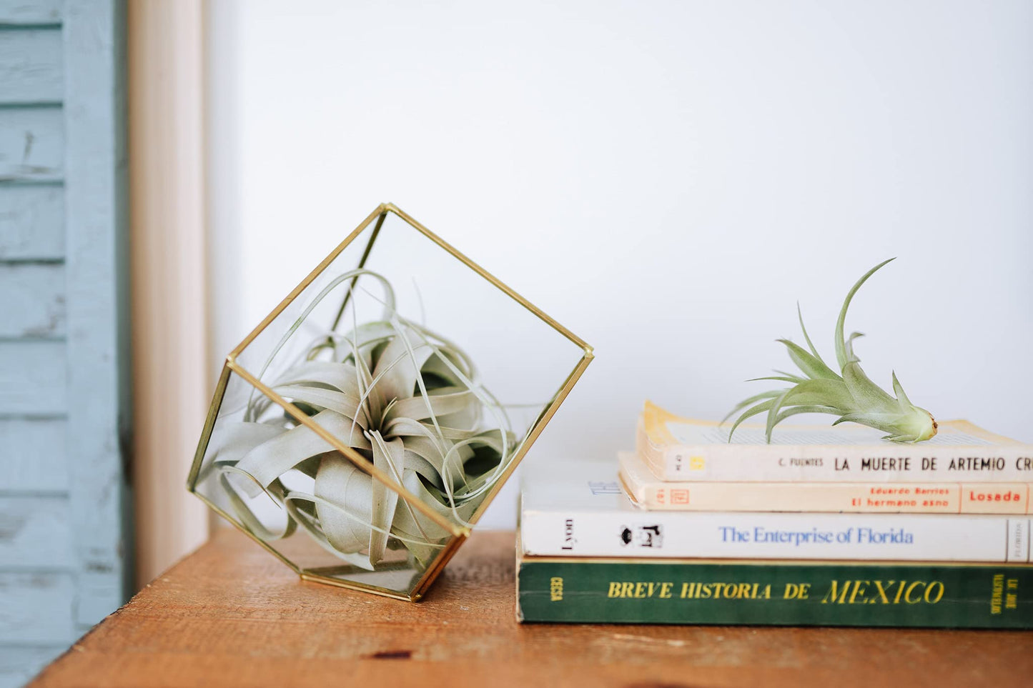Air Plant Fertilizer