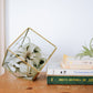 Air Plant Fertilizer