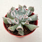 4" Trailing Succulents