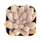 Sprout N Green Echeveria Minima, 1 Live Mini Succulent Plant Fully Rooted in 2 inch Starter Pot, Real House Plant for Indoor Outdoor Home Office Wedding Decoration Party Favor