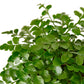 Ferns