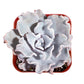 Lithops & Succulent Collection