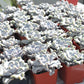 Lithops & Succulent Collection