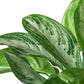 Aglaonemas (Chinese Evergreen)