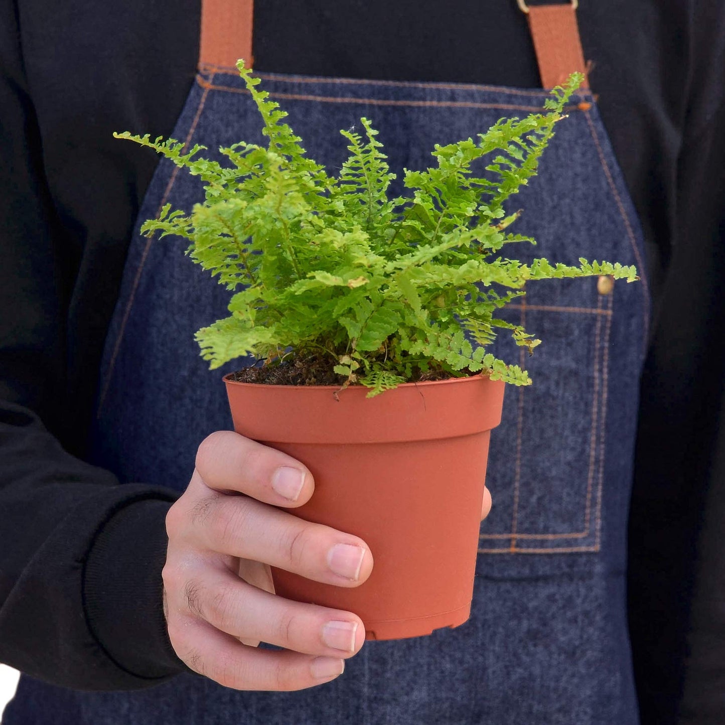 Ferns