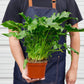 Philodendrons