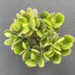 4" Trailing Succulents