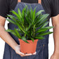 Dracaenas