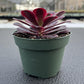 4" Trailing Succulents