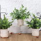 Mini Potted Artificial Plants - 3 pack