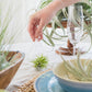 Air Plant Fertilizer