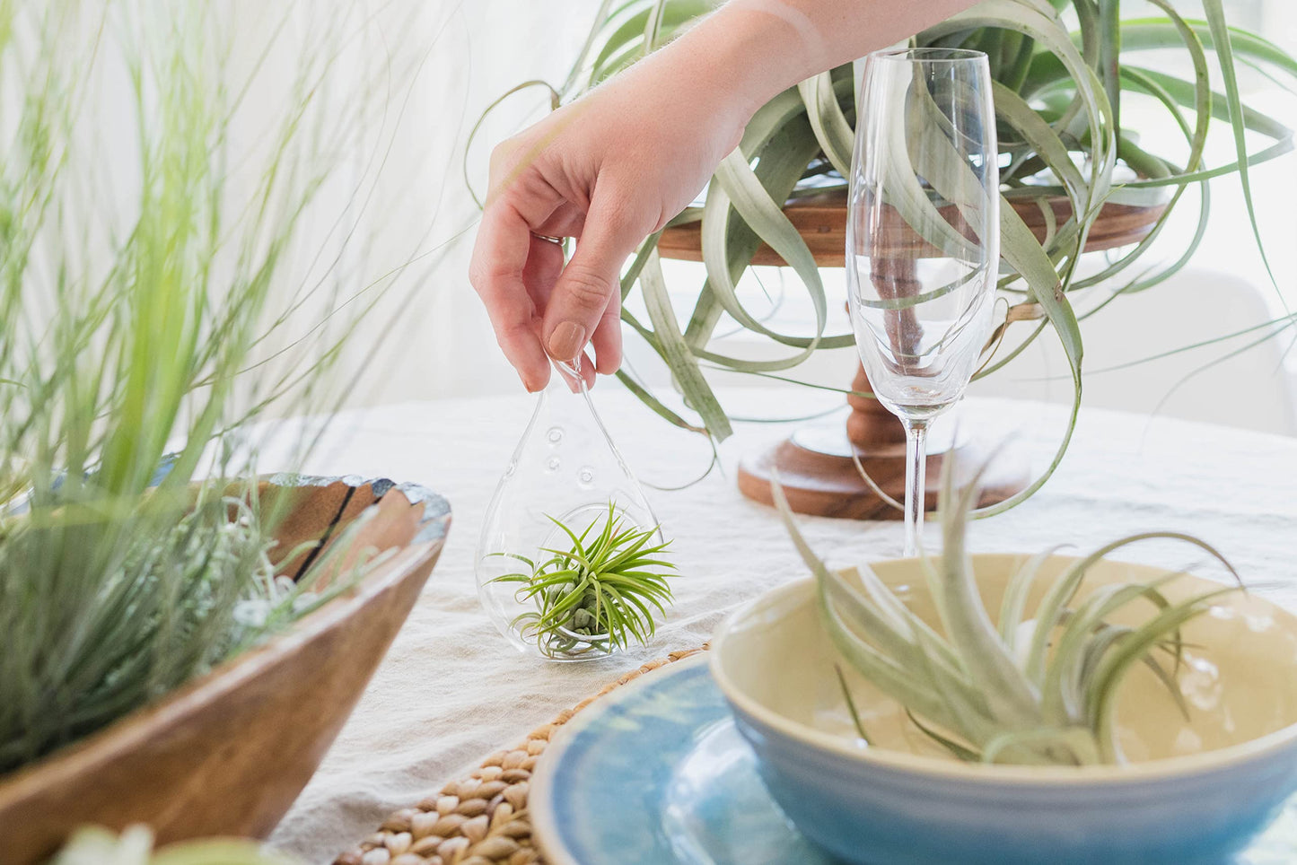 Air Plant Fertilizer