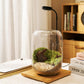 Terrarium Kit/Supplies Terrarium Plants Set with Grow Light, for Succulents Miniature Gardening, Include Terrarium jar Tool Set Live Moss Rocks Soil Driftwood and Decor, for Plant Lovers