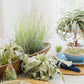 Air Plant Fertilizer