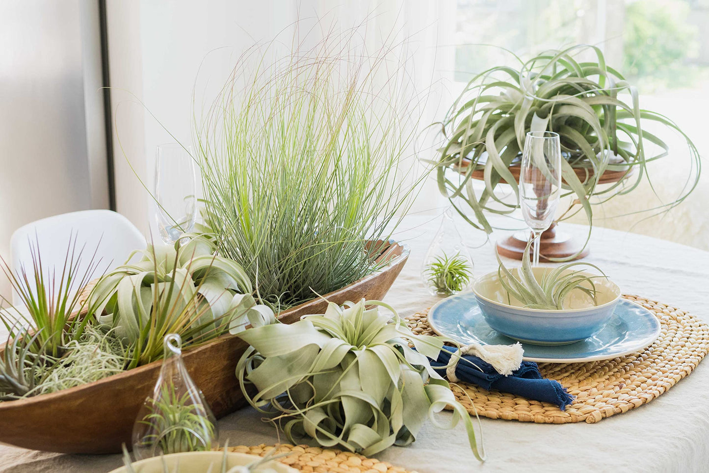 Air Plant Fertilizer