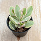 Lithops & Succulent Collection