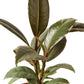 Ficus
